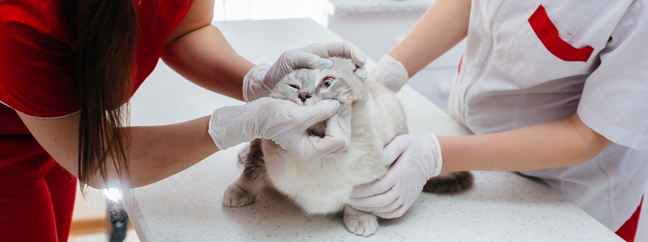Los veterinarios podrán revisar de un modo práctico cómo realizar una correcta exploración oftalmológica.