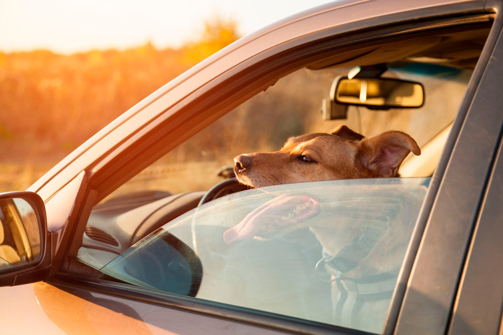 La temperatura de un coche cerrado se puede disparar en escasos minutos, poniendo en peligro la vida de las mascotas.