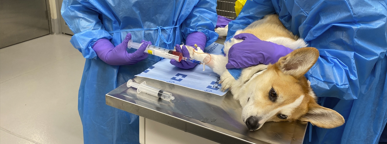 La WSAVA busca especialistas en diferentes ámbitos de la oncología veterinaria para su nuevo grupo de trabajo.