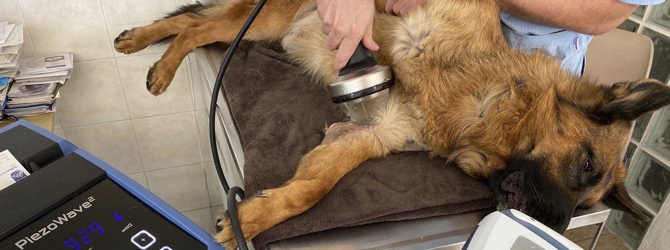 AniCura Marina Baixa se convierte en el primer hospital veterinario de España que cuenta con Nanoscope para tratar las lesiones articulares de los animales de compañía.