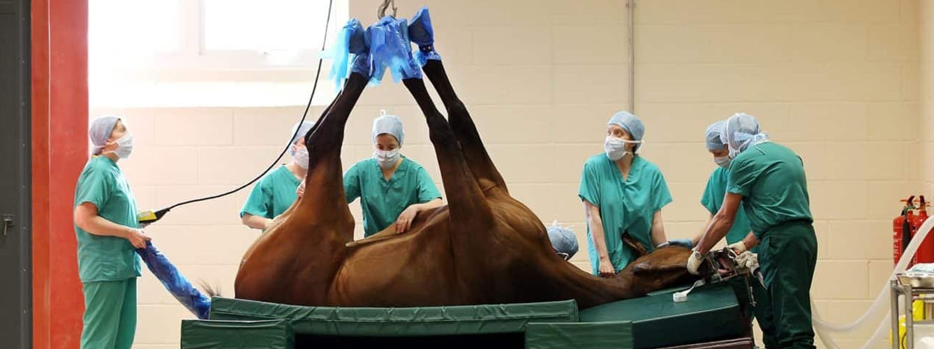 Médicos y veterinarios se alían para extraer un tumor a un caballo