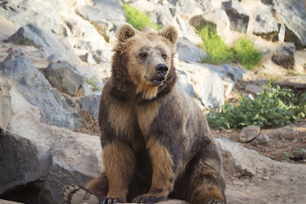 Imagen de un oso del Zoo de Córdoba.