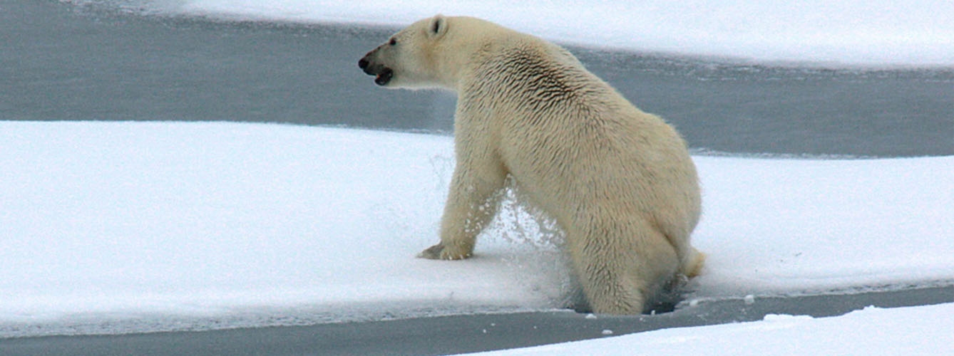 El Día Internacional del oso polar más desesperanzador para la especie
