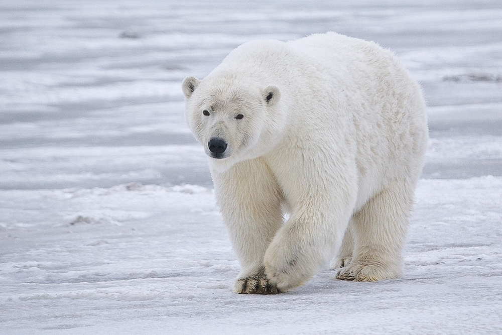 El oso polar es una especie vulnerable según la Unión Internacional para la Conservación de la Naturaleza. 