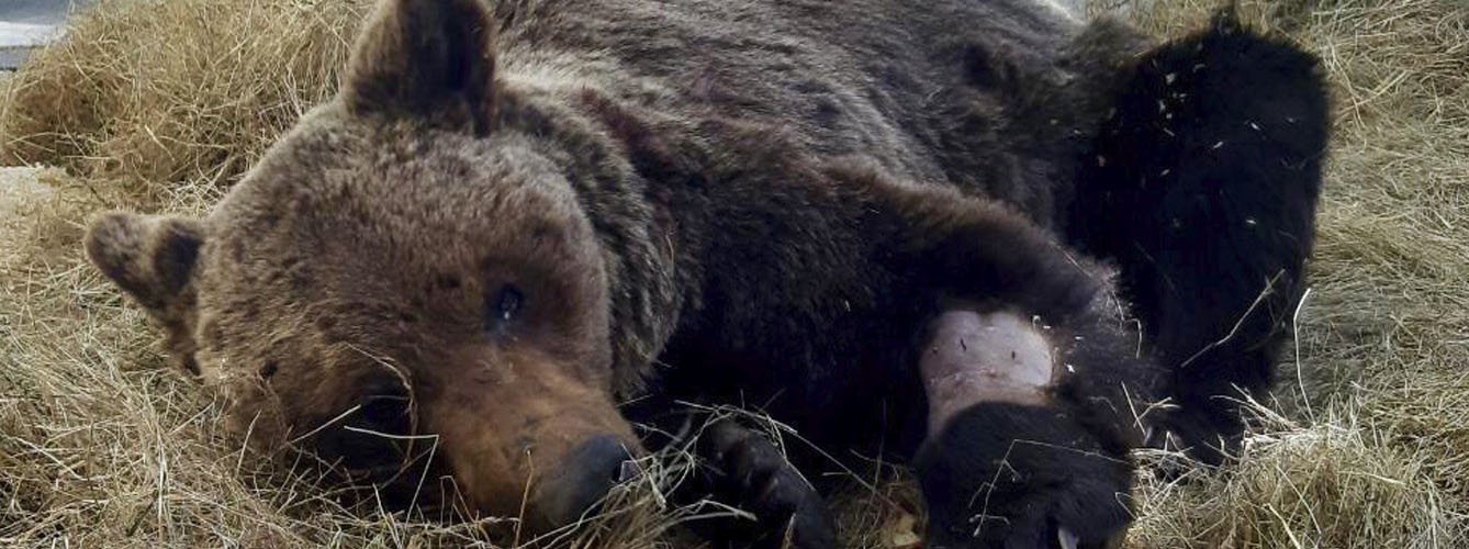 El ejemplar de oso tratado en el Centro de Recuperación de Fauna Silvestre de Cantabria. Imagen: Gobierno de Cantabria.