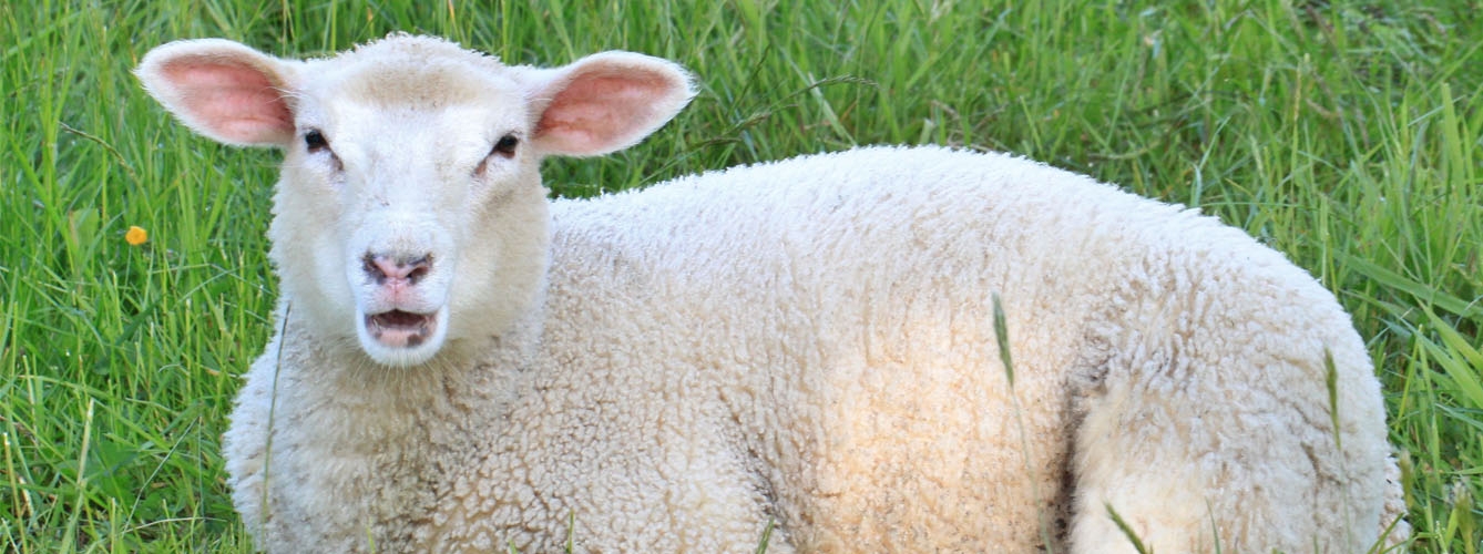 Los ganaderos alertan de las dificultades del mercado ovino europeo