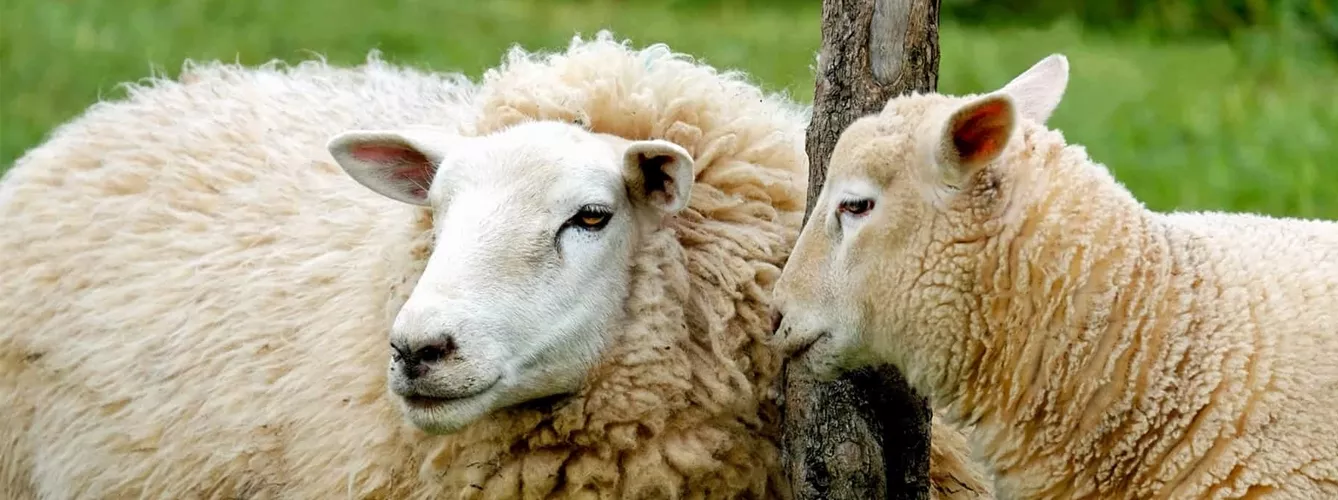 La nueva técnica para determinar si una oveja está embarazada mediante el estudio de la lana se ha investigado en ovejas de la raza merina. 