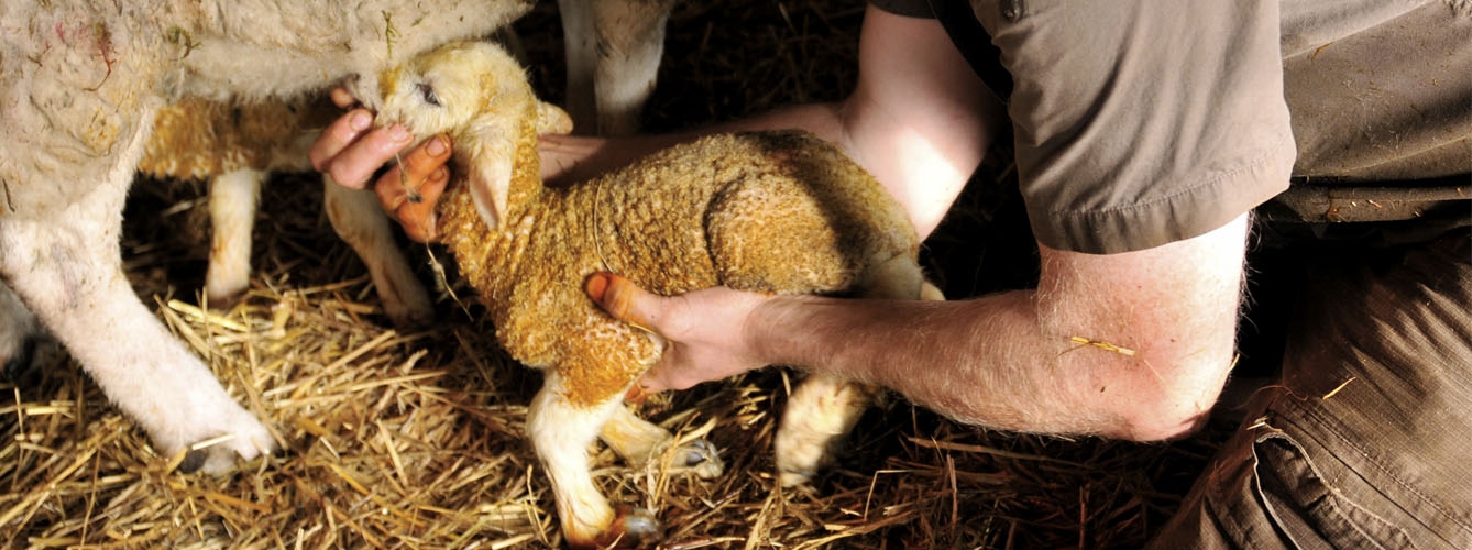 Desarrollan una nueva técnica de trasplante de útero en ovejas 