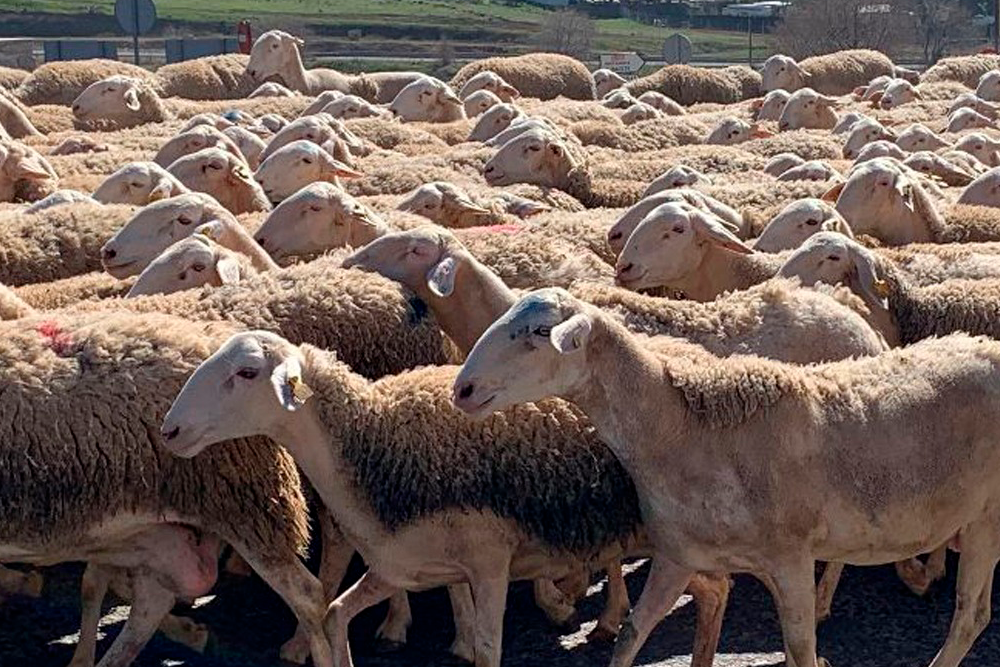 El Servicio de Sanidad Animal de Extremadura ha notificado un segundo foco de carbunco bacteridiano en una explotación ovina.