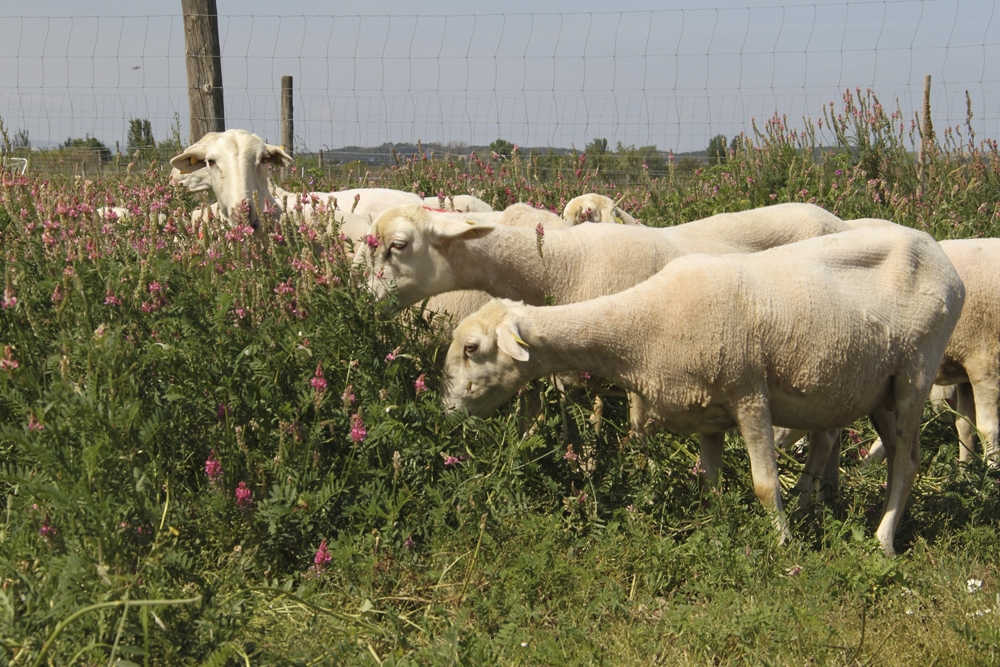 El patógeno tiene una gran importancia en el sector ovino.