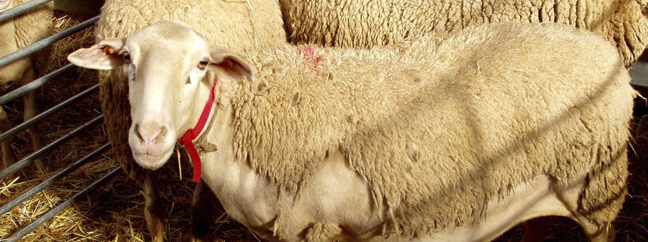 Los investigadores analizaron las muestras de ovejas de raza rasa aragonesa.
