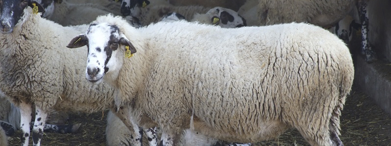 Unión de Uniones pide que en ningún caso se permita la salida de animales vacuno y ovino de las zonas restringidas.