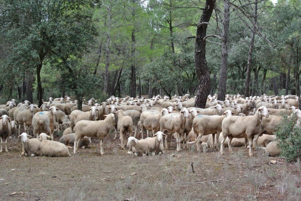 El Ministerio de Agricultura recomienda revisar diariamente al ganado en busca de lesiones compatibles con la viruela ovina y caprina.
