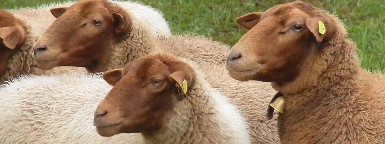 Analizan los factores de riesgo de la teileriosis ovina