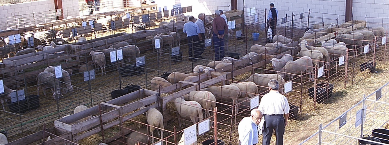 El sector ovino se une al plan para reducir el uso de antibióticos
