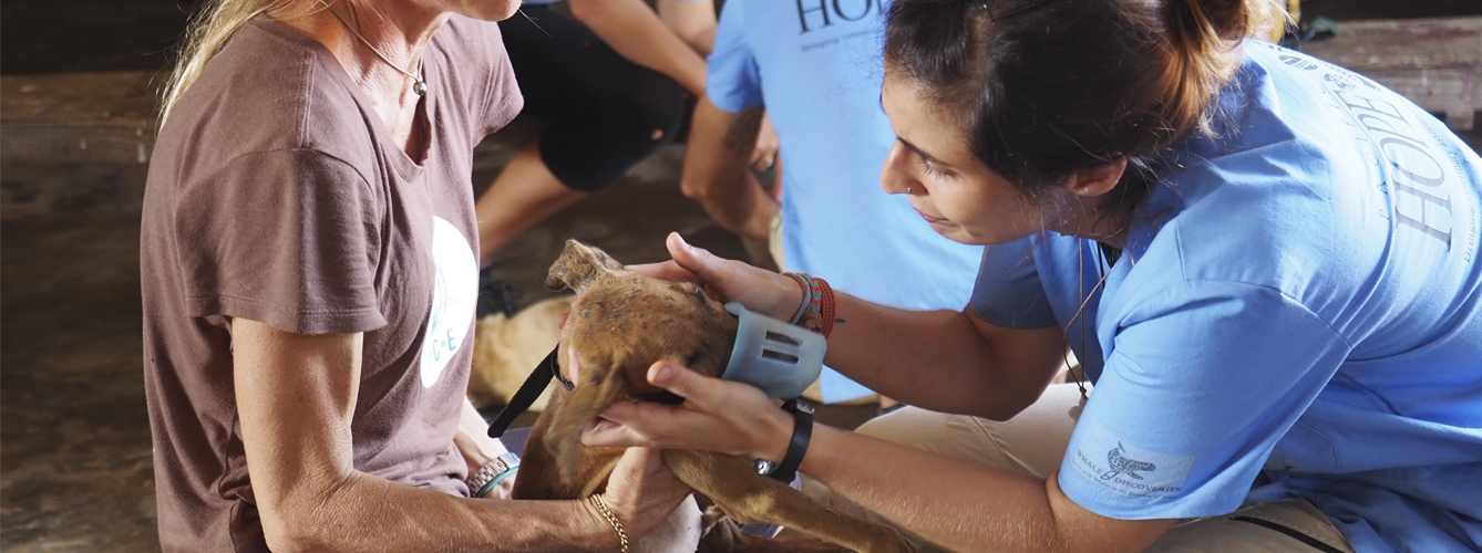 Un proyecto lleva asistencia veterinaria a una isla del Pacífico