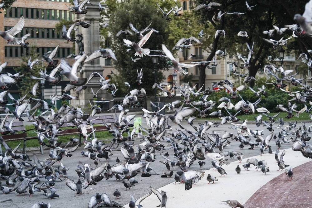 La gestión de colonias de palomas superpobladas presenta numerosos desafíos y se han propuesto y utilizado varios métodos para ello.