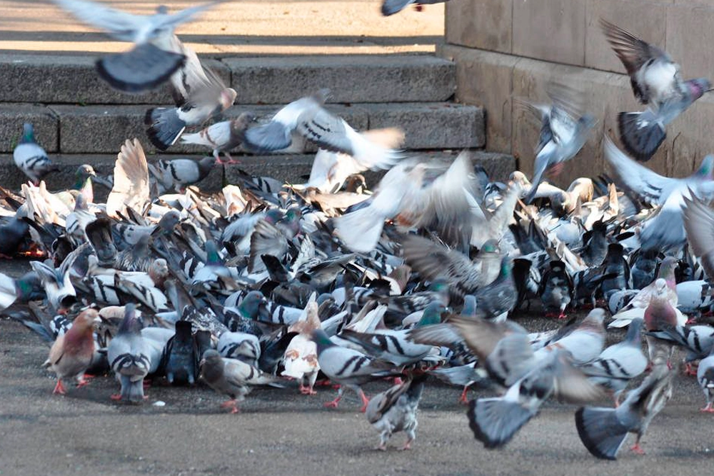 Las palomas pueden constituir un riesgo sanitario.