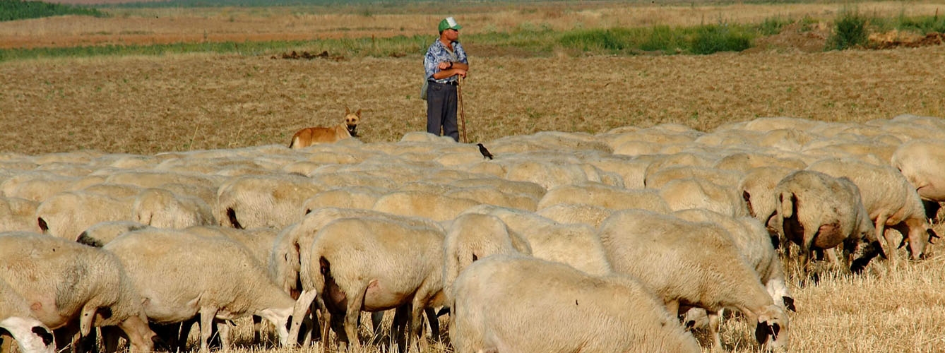Los ganaderos son una profesión de riesgo de contagio de ántrax, también conocido como carbunco.