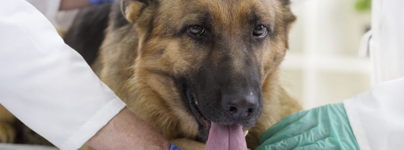 La rehabilitación veterinaria logra curar la cojera de un perro policía