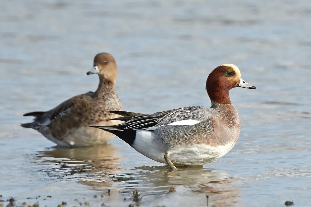 La cantidad de casos de gripe aviar en aves acuáticas y aves de corral ha aumentado.