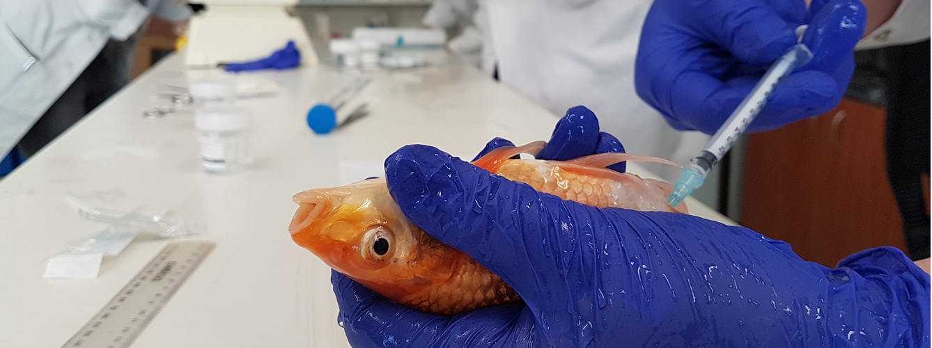Buscan tratamiento contra el cáncer para humanos y animales en peces 