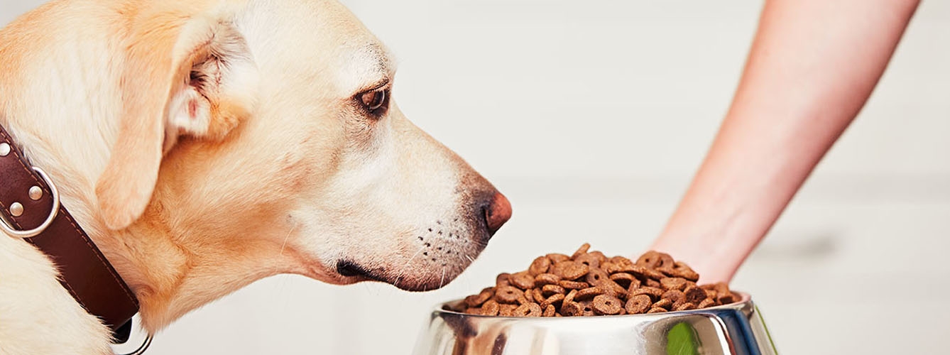La importancia de la nutrición en las mascotas con cáncer