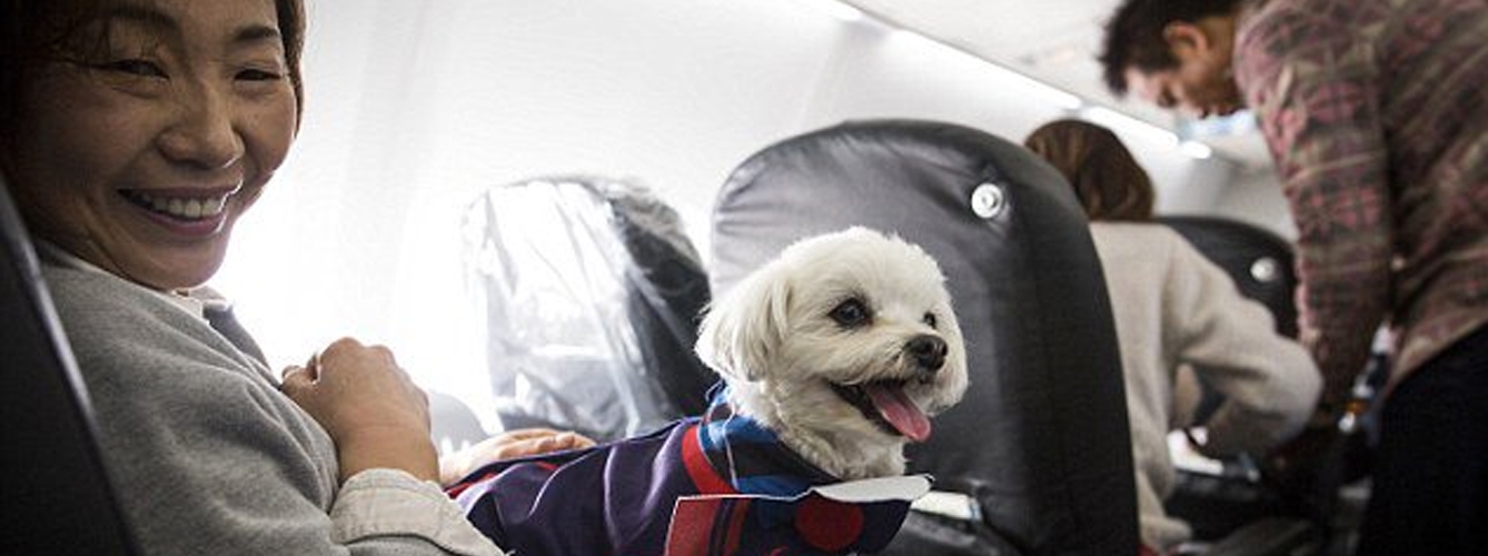 Un perro y su dueño en un avión. Wapa/Anadolu