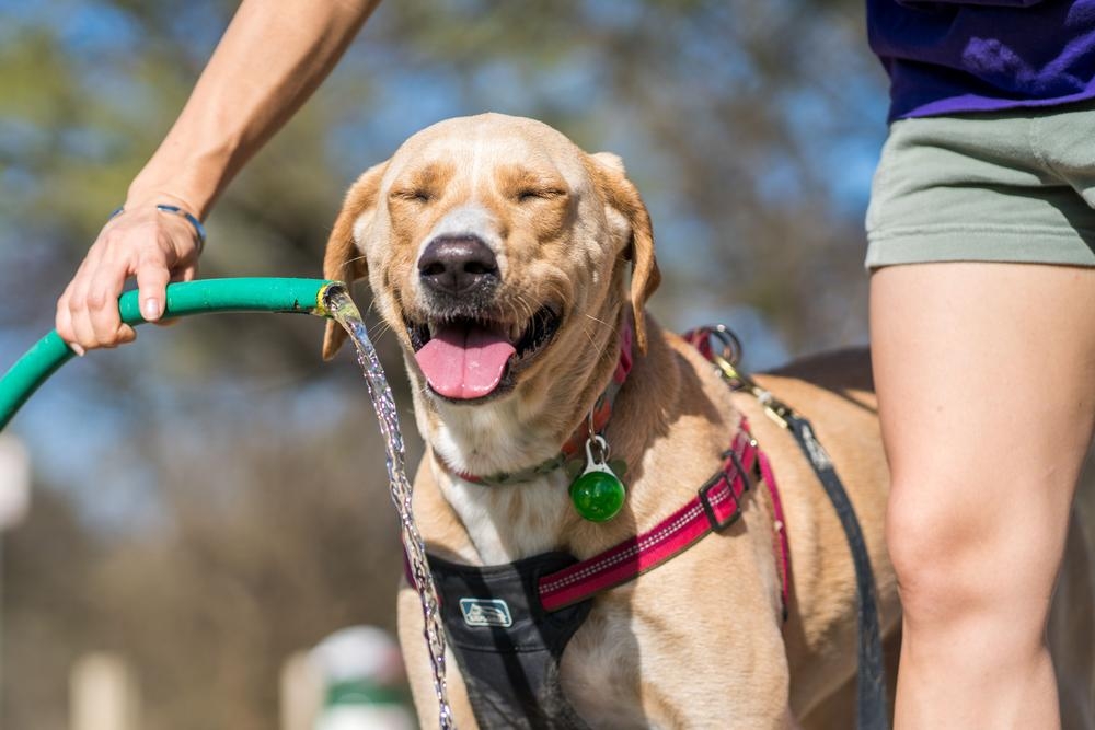 Es recomendable facilitar al máximo la hidratación de los animales de compañía.
