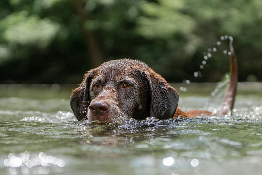 Las algas de lagos y estanques pueden ser tóxicas para los perros.