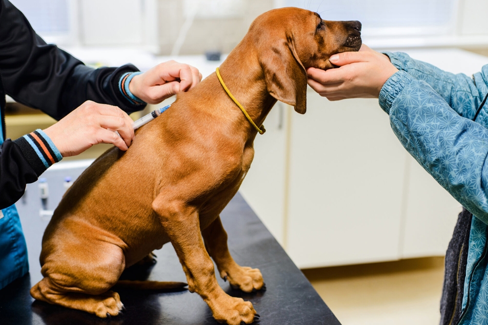 Los autores del estudio admiten que la reticencia a vacunar a los perros puede terminar generando un problema de salud pública.