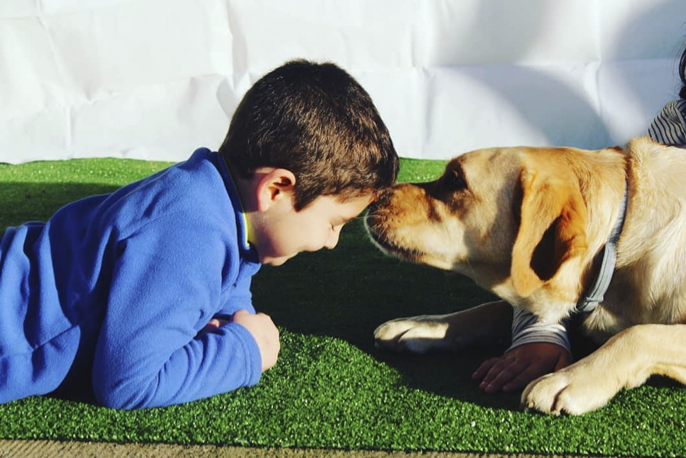 Los perros de asistencia son un miembro clave para muchas familias, especialmente aquellas con niños con TEA.