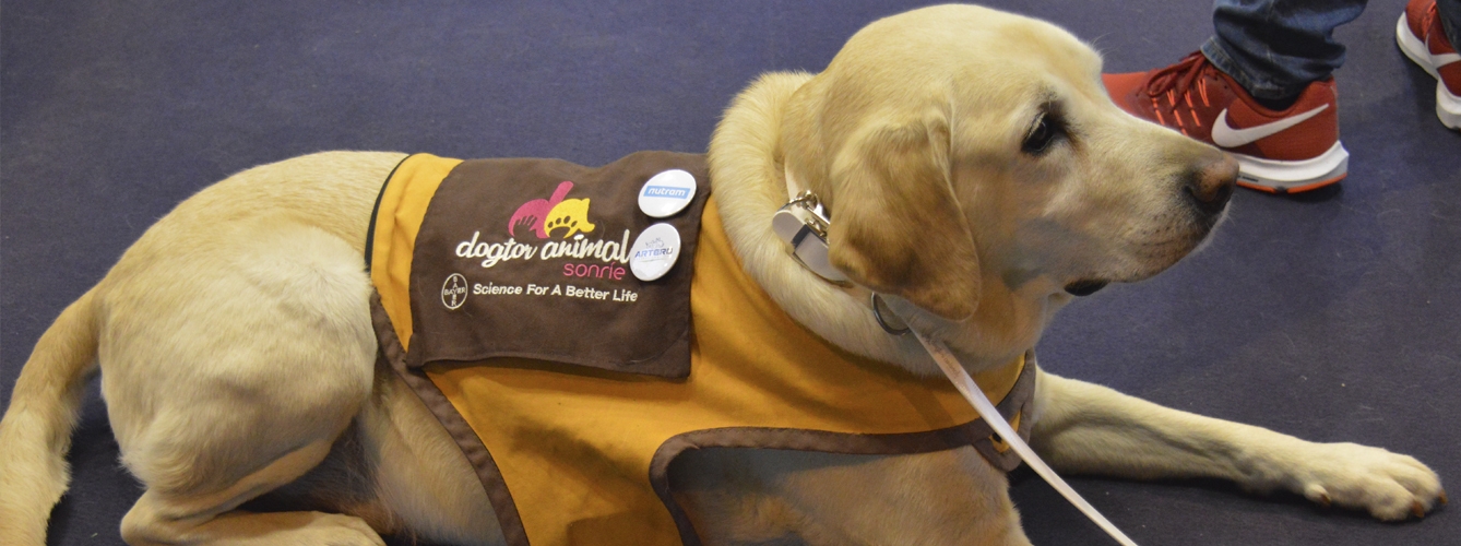La abogada incluye entre las clases de perros de asistencia a los perros de terapia, como el de la imagen de Dogtor Animal.