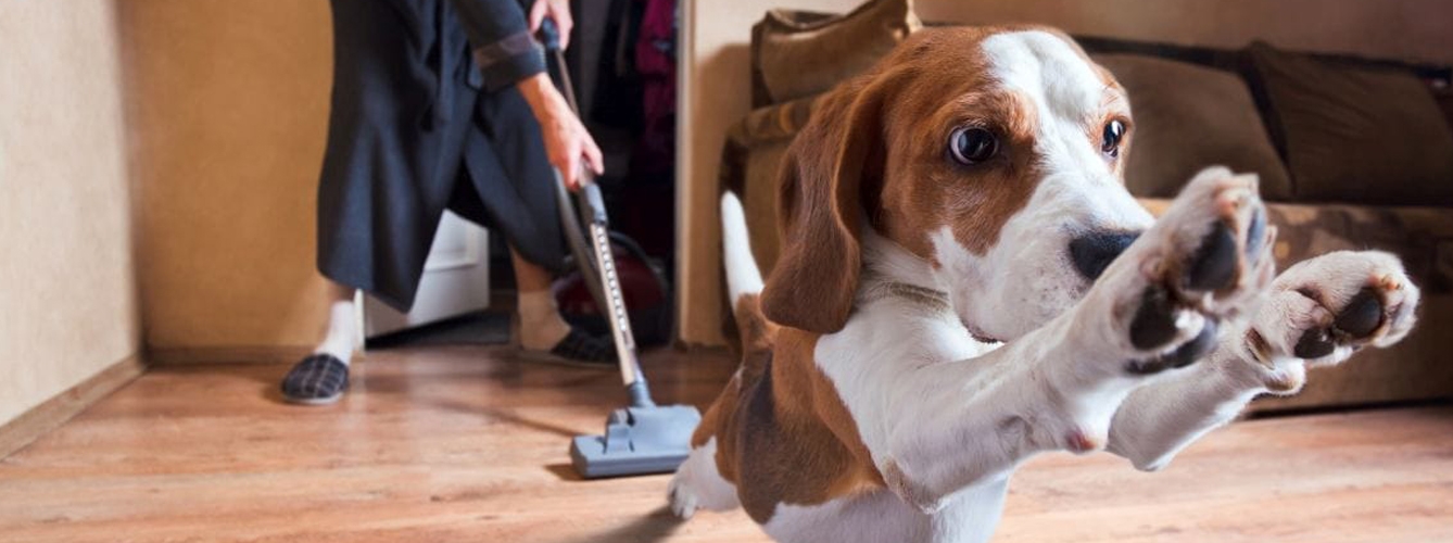 Los ruidos comunes del hogar pueden producir estrés perros