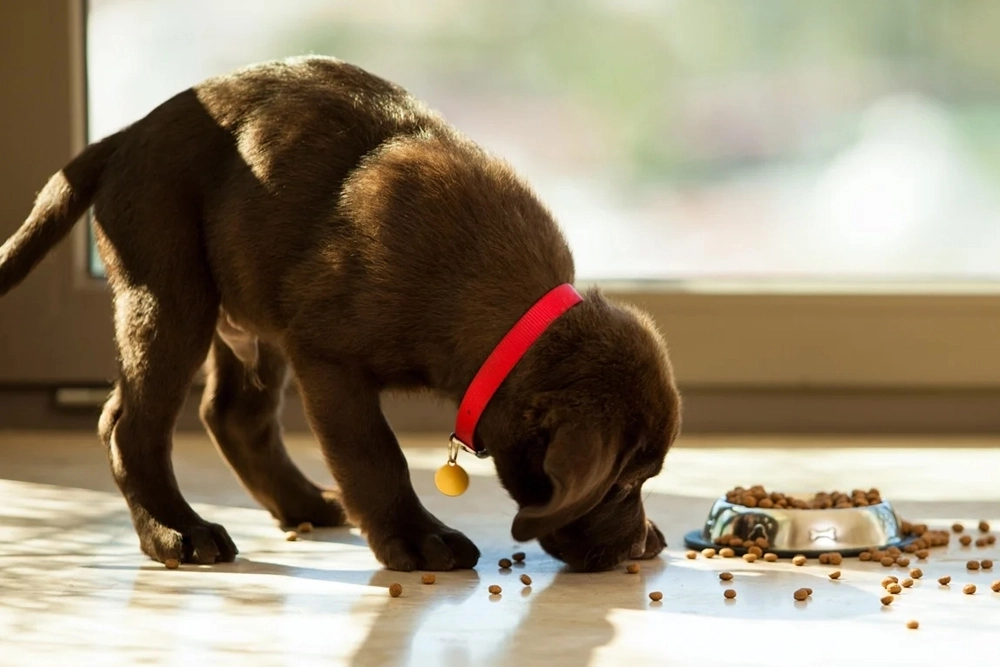 La alimentación de los perros influye en la composición de su microbiota intestinal.