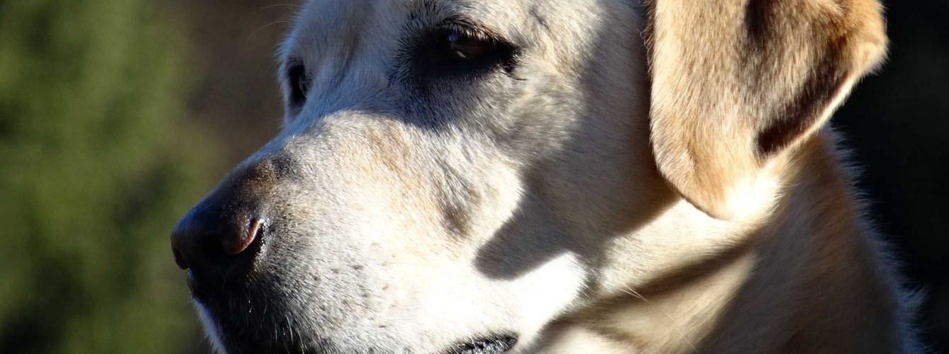 La EMA alerta de lesiones en mascotas por el medicamento Osurnia