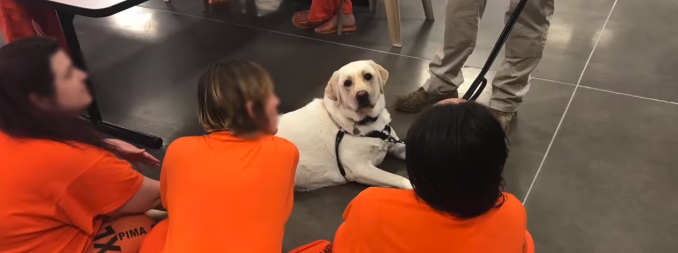Interior crea un programa de intervención con animales para presos