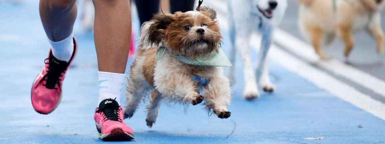 Los participantes podrán correr con su perro.