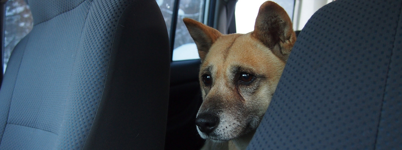 Una veterinaria muestra qué sentiría un perro en un coche al sol