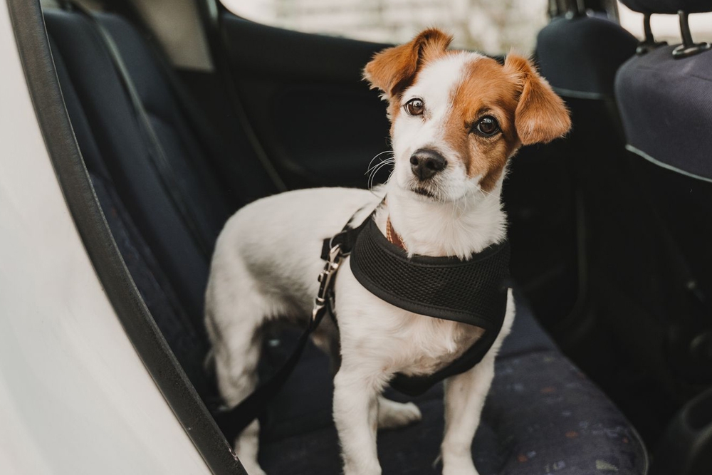 A la hora de viajar con una mascota esta nunca deberá ir suelta en el interior del vehículo, ya que pueden impactar con otros ocupantes.