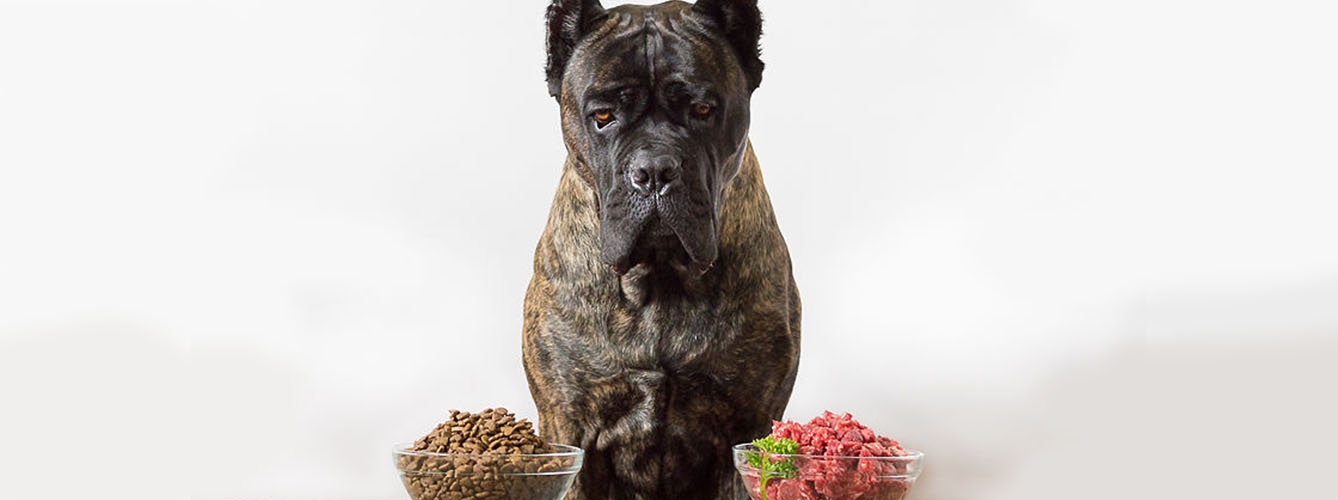 En el estudio compararon la presencia de bacterias en las heces de perros alimentados con comida cruda y alimento seco.