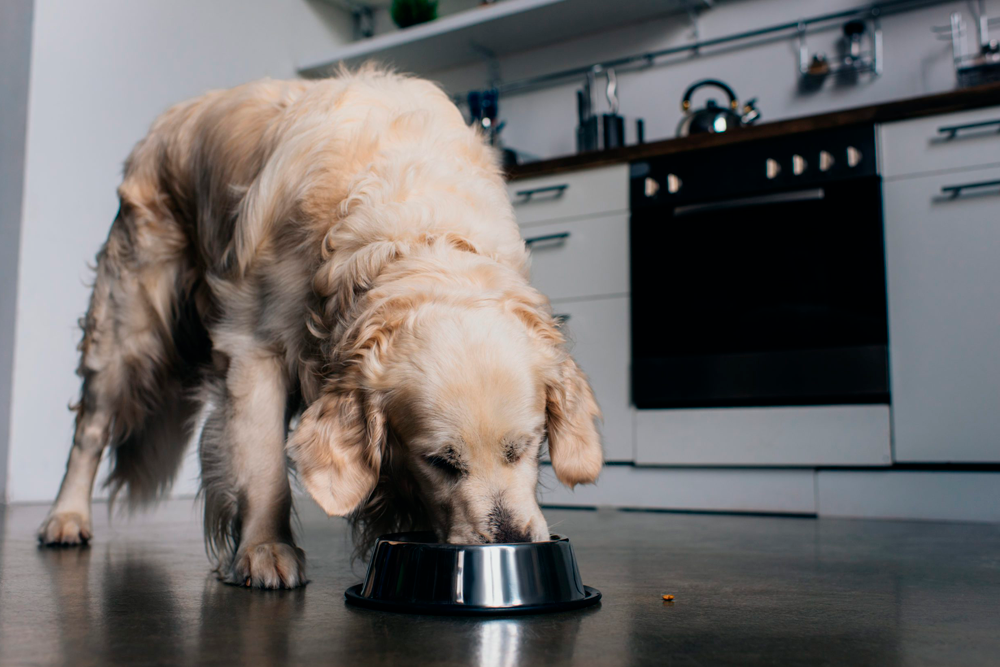 En el estudio se alimentó a los perros con un alimento de prueba que contenía un nuevo paquete de fibra prebiótica.