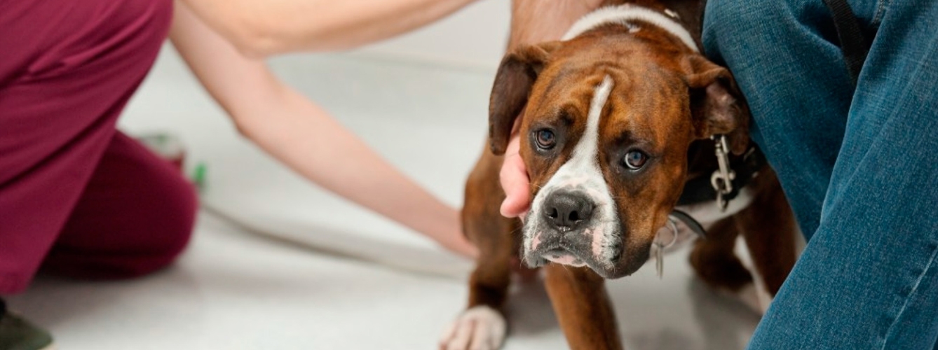 Entender el dolor en mascotas, reto del sector de la salud animal