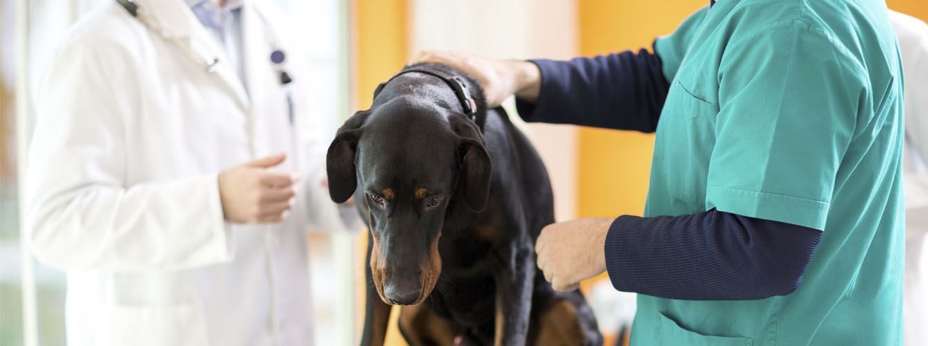 Las denuncias de dueños de mascotas a veterinarios se multiplican