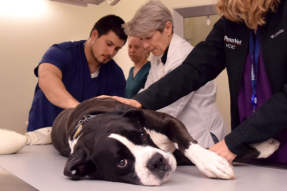 Las visitas periódicas al veterinario son importantes para el diagnóstico temprano de enfermedades como la osteoartritis.