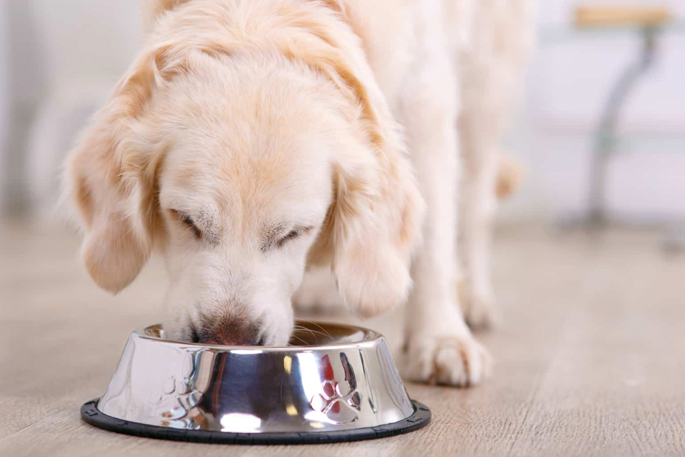 Los alimentos terapéuticos complementados con fuentes de fibra ricas en compuestos antioxidantes y antiinflamatorios contribuyen a la resolución rápida de la diarrea crónica en perros.