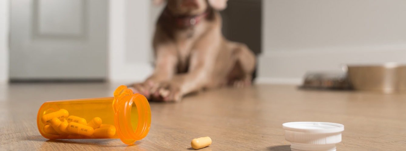 Cae un 12% la venta de medicamentos veterinarios en abril por el Covid-19