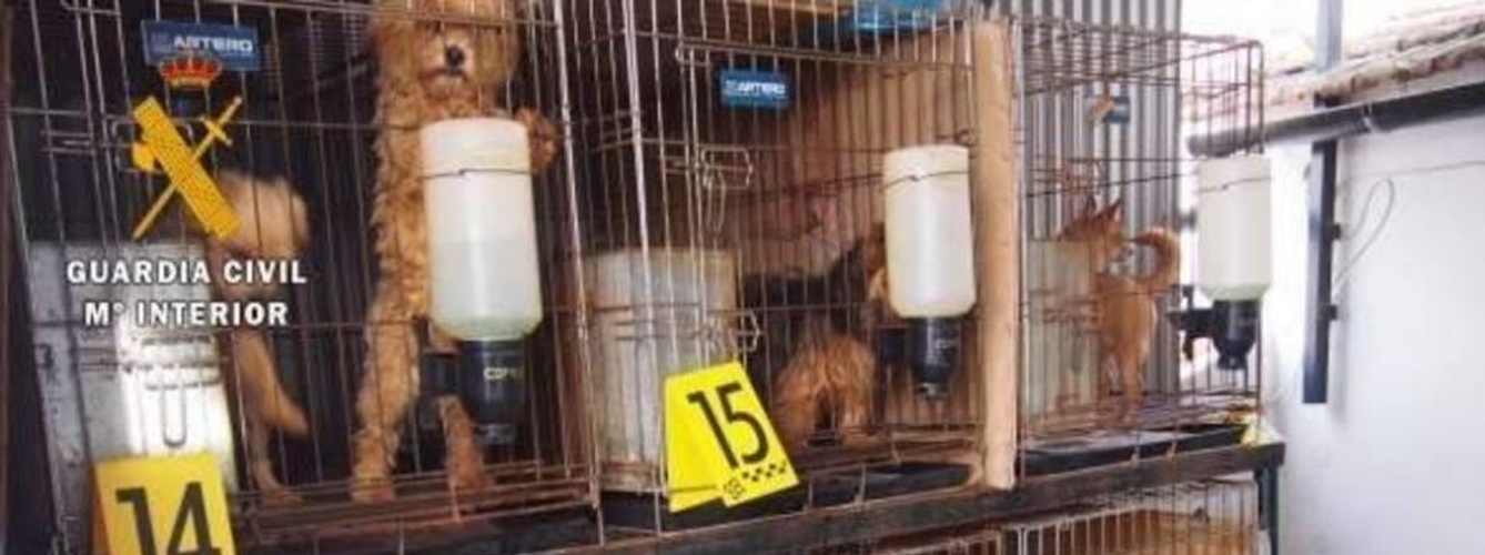 Piden 41 años de cárcel para el dueño de un criadero ilegal de perros