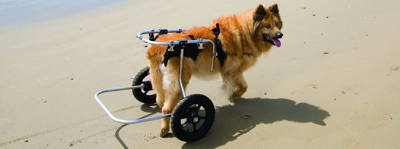 Un perro en una silla de ruedas similar a la que utilizó Cora durante 6 meses.