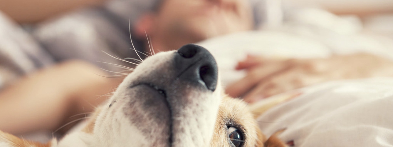 Descubren una capacidad en los perros que podría detectar fiebre en personas